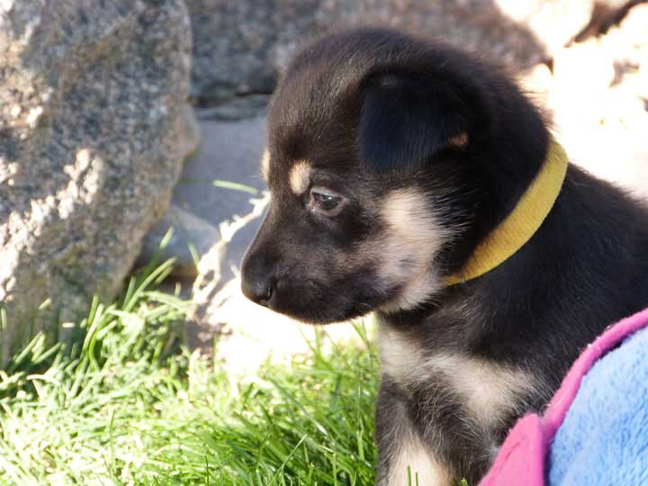 chinook dog